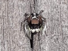 Habronattus jucundus by Joshua Morris. Used under a CC0 license.