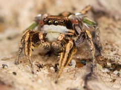 Kaldari Habronattus klauseri male 01 by Kaldari. Used under a CC0 license.