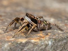 Kaldari Habronattus klauseri male 02 by Kaldari. Used under a CC0 license.