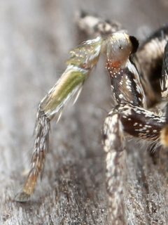 Third leg of Habronattus klauseri by Kaldari. Used under a CC0 license.