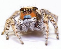 Habronattus luminosus holotype 01 by Daniel Zurek. Used under a CC BY 4.0 license.