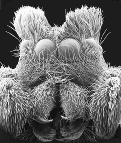 Habronattus ophrys Griswold 1987 face of male by David E. Hill. Used under a CC BY 2.0 license.