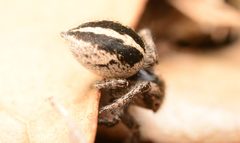 Dorsal abdomen Habronattus orbus by Salticidude. Used under a CC BY-SA 4.0 license.