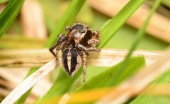 Habronattus orbus adult male dorsal by Salticidude. Used under a CC BY-SA 4.0 license.