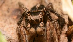 Habronattus orbus adult male leg by Salticidude. Used under a CC BY-SA 4.0 license.