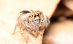 Habronattus orbus female by Salticidude. Used under a CC BY-SA 4.0 license.