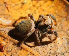 Habronattus oregonensis by Mike. Used under a CC BY 4.0 license.