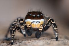 Habronattus pugillis by M Hedin. Used under a CC BY-SA 2.0 license.