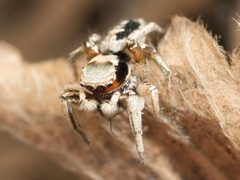 Habronattus pyrrithrix 01 by Jesse Rorabaugh. Used under a CC0 license.