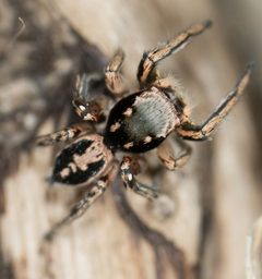 Habronattus pyrrithrix 02 by Jesse Rorabaugh. Used under a CC0 license.