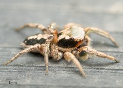 Habronattus pyrrithrix 03 by Jesse Rorabaugh. Used under a CC0 license.