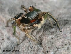Habronattus pyrrithrix 90719699 by jcowles. Used under a CC BY 4.0 license.