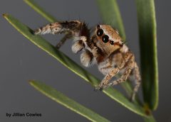 Habronattus tranquillus 90720767 by jcowles. Used under a CC BY 4.0 license.