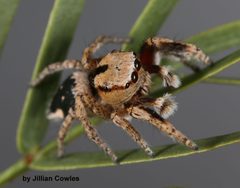 Habronattus tranquillus 90720782 by jcowles. Used under a CC BY 4.0 license.