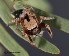 Habronattus tranquillus 90720829 by jcowles. Used under a CC BY 4.0 license.