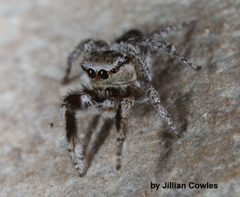Habronattus tranquillus 90721101 by jcowles. Used under a CC BY 4.0 license.