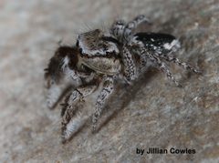 Habronattus tranquillus 90721114 by jcowles. Used under a CC BY 4.0 license.