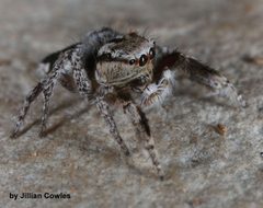 Habronattus tranquillus 90721138 by jcowles. Used under a CC BY 4.0 license.