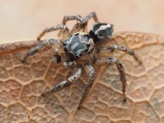 Habronattus trimaculatus 112957051 by Zygy. Used under a CC0 license.