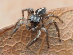 Habronattus trimaculatus 112957098 by Zygy. Used under a CC0 license.