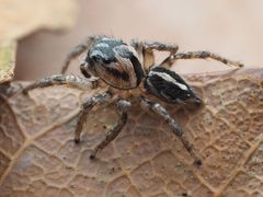 Habronattus trimaculatus 112957189 by Zygy. Used under a CC0 license.