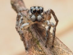 Habronattus trimaculatus 112957227 by Zygy. Used under a CC0 license.