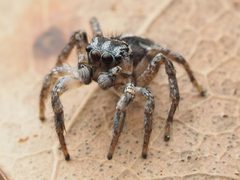 Habronattus trimaculatus 112957251 by Zygy. Used under a CC0 license.