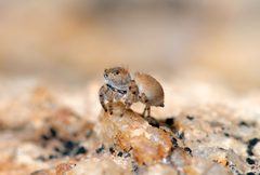 Habronattus ustulatus F by Marshal Hedin. Used under a CC BY 2.0 license.