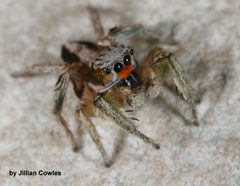 Habronattus virgulatus 90756454 by jcowles. Used under a CC BY 4.0 license.