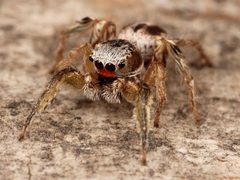 Kaldari Habronattus virgulatus male 01 by Kaldari. Used under a CC0 license.