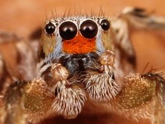 Kaldari Habronattus virgulatus male 03 by Kaldari. Used under a CC0 license.