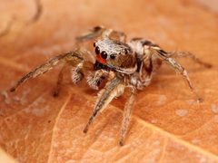 Kaldari Habronattus virgulatus male 05 by Kaldari. Used under a CC0 license.
