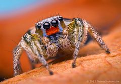 Male Habronattus virgulatus Jumping Spider - Arizona by Thomas Shahan from USA. Used under a CC BY 2.0 license.