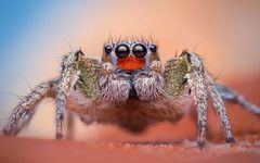 Male Habronattus virgulatus Jumping Spider - Arizona 2 by Thomas Shahan. Used under a CC BY 2.0 license.