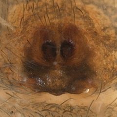 Hakka himeshimensis epigyne by G. B. Edwards. Used under a CC BY 3.0 license.