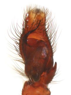 Hakka himeshimensis pedipalp 01 by Kaldari. Used under a CC0 license.