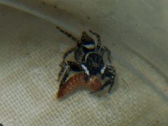 Hasarius adansoni by Daichan. Used under a Public domain license.