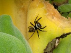 Hasarius adansoni 134286984 by Michel Langeveld. Used under a CC BY-SA 4.0 license.
