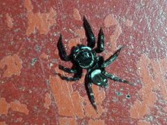 Hasarius adansoni 152904869 by Vihansith Kulatunga. Used under a CC BY-SA 4.0 license.
