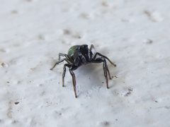 Heliophanus kochii by Syrio. Used under a CC BY-SA 4.0 license.