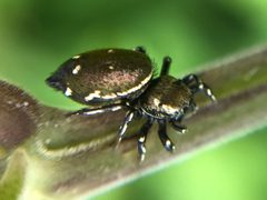 Heliophanus kochii 40014014 by Andrea Quadrio. Used under a CC BY 4.0 license.