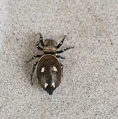 Heliophanus kochii 76702737 by Julien Lepage. Used under a CC BY 4.0 license.