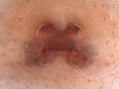 Hentzia chekika epigyne by Kaldari. Used under a CC0 license.