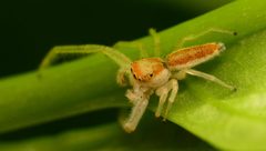 Adult male Hentzia mitrata dorsal by Salticidude. Used under a CC BY-SA 4.0 license.