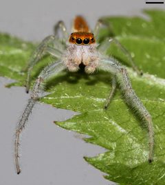 Hentzia mitrata 5441 by David Hill. Used under a CC BY 2.0 license.