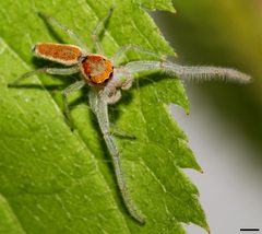 Hentzia mitrata 5477 by David Hill. Used under a CC BY 2.0 license.