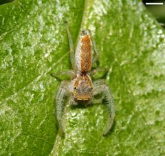 Hentzia mitrata 8957 by David Hill. Used under a CC BY 2.0 license.