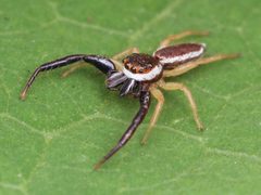 Hentzia palmarum by spidereyes2020. Used under a CC0 license.