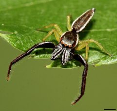 Hentzia palmarum 6464 by David Hill. Used under a CC BY 2.0 license.