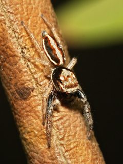 Icius.subinermis.male.1 by Sarefo. Used under a CC BY-SA 3.0 license.